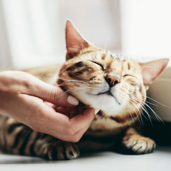 Banyan animal hospital sales
